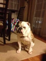 Lucy 2.webp