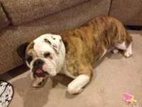 Lucy.webp