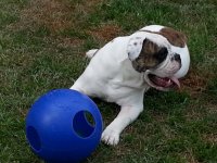 Ace with Jolly Ball.jpg Ace with Jolly Ball.jpg