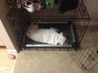 ImageUploadedByTapatalk1361115900.125871.jpg ImageUploadedByTapatalk1361115900.125871.jpg