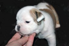 Buster 3.jpg Buster 3.jpg