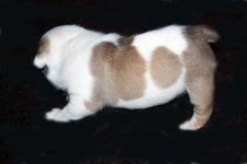Buster 2.jpg Buster 2.jpg