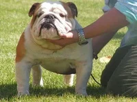 image.webp