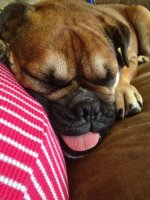 sleepy brutus.jpg sleepy brutus.jpg