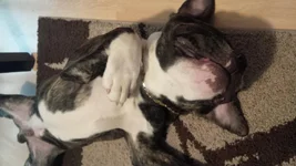 pepper belly.webp