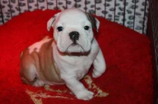 Buster.webp