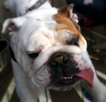bully-bash-4-20-13-01.jpg bully-bash-4-20-13-01.jpg