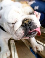 bully-bash-4-20-13-02.jpg bully-bash-4-20-13-02.jpg