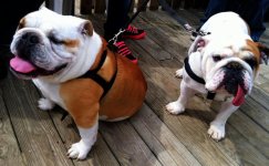 bully-bash-4-20-13-04.jpg bully-bash-4-20-13-04.jpg