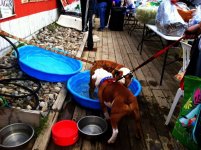 bully-bash-4-20-13-05.jpg bully-bash-4-20-13-05.jpg