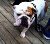 bully-bash-4-20-13-06.jpg bully-bash-4-20-13-06.jpg