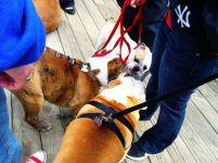 bully-bash-4-20-13-07.jpg bully-bash-4-20-13-07.jpg