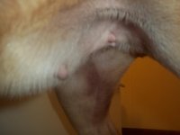 CHLOE_LEG.jpg CHLOE_LEG.jpg