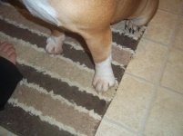 CHLOE_PAWS.jpg CHLOE_PAWS.jpg