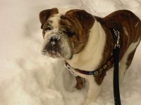 snowdog.jpg snowdog.jpg