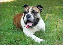 diesel4.webp