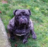 LeRoy Brown.webp