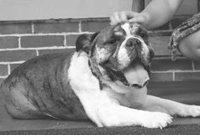 diesel5.webp