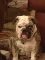 seamus at 6 months.jpg