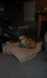cow after hernia surgery.webp