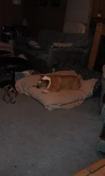 cow after hernia surgery.webp