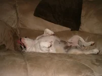 Ruthie Napping on couch.webp