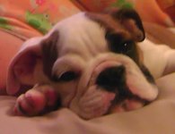 BabyPuppy.jpg BabyPuppy.jpg