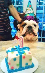 gordo1.webp