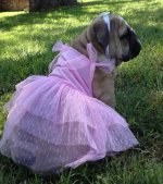 Sally Mae princess.jpg