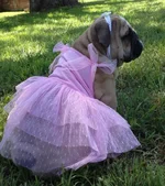 Sally Mae princess.webp