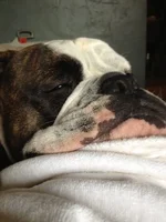 Hank 2.webp