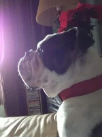 Hank.webp