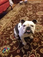 Tootsie.webp