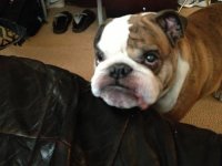 Baxter.jpg Baxter.jpg