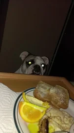 Breakfast Stalker.webp