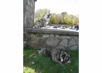 BruLil13.webp