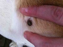 ImageUploadedByTapatalk1366928378.783608.jpg ImageUploadedByTapatalk1366928378.783608.jpg