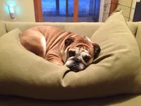 frownie.webp
