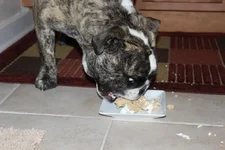 Pupcake gone.webp