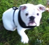 puppy.webp
