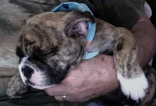 BaileyAsleep.webp