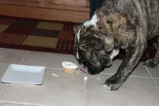 Pupcake.webp