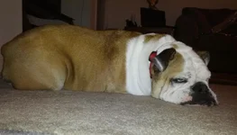 grumpytubedog.webp