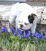 ImageUploadedByTapatalk1367025949.049056.webp