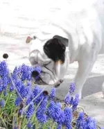 ImageUploadedByTapatalk1367025985.852605.webp