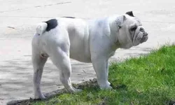 ImageUploadedByTapatalk1367026003.065355.webp
