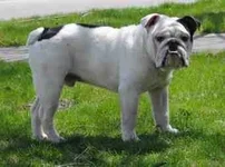 ImageUploadedByTapatalk1367026015.840787.webp