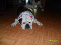 SAM_2044.webp