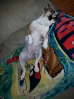 Spread Eagle.webp Spread Eagle.webp