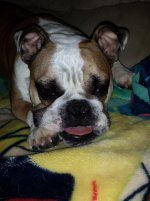 Tippy Tounge.jpg Tippy Tounge.jpg